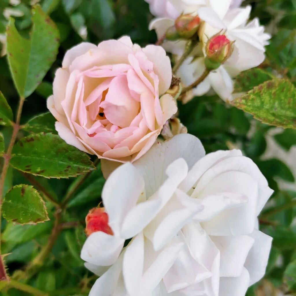 keytomytrip's tweet photo. Roses du jardin. Bon dimanche⁣
.⁣
.⁣
.⁣
#jardin #roses #naturephotography #flower #beautiful #garden #flowerstagram #nature #flowersofinstagram #instagood #dimanche #naturelovers https://t.co/XSMkzpc5HN