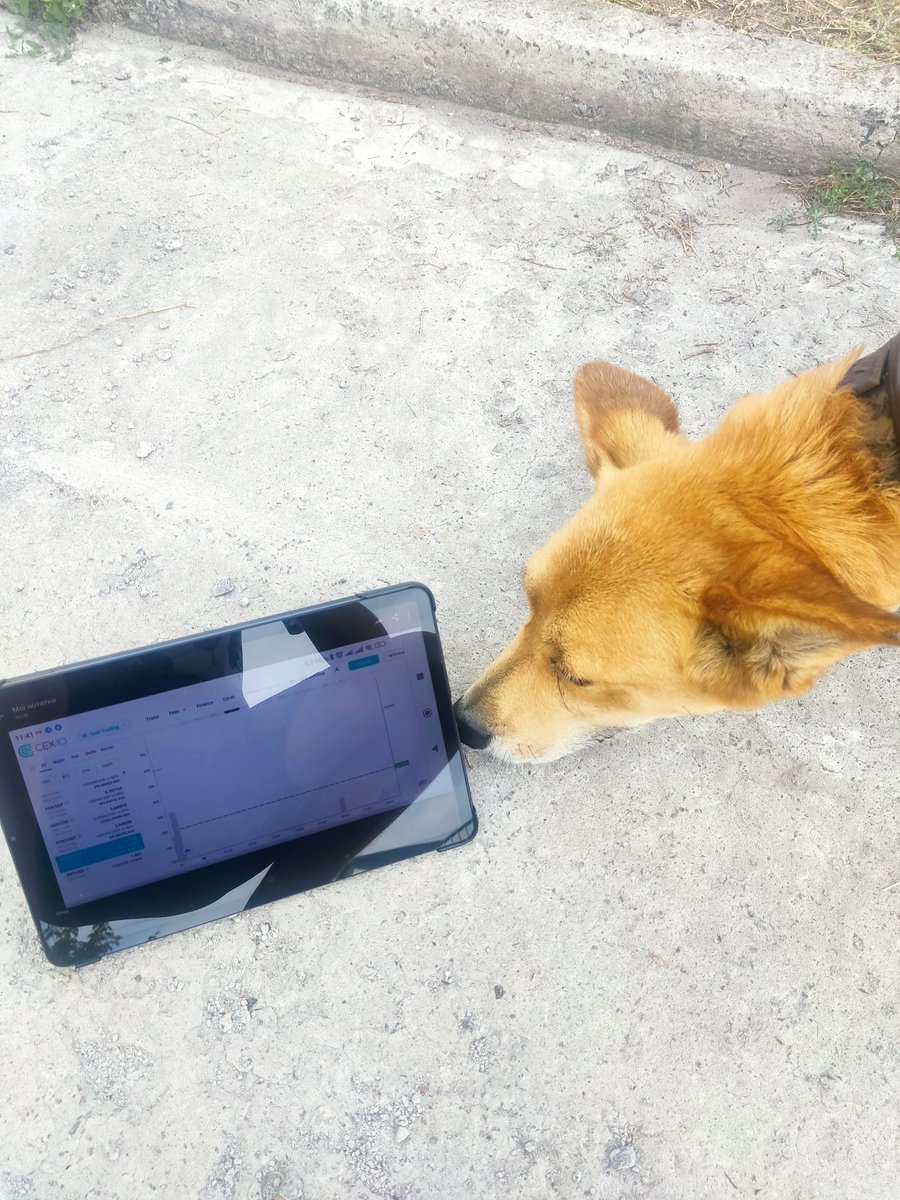 crow228332's tweet photo. #DOGSTRADEONCEXIO https://t.co/AL9W1I8dj6