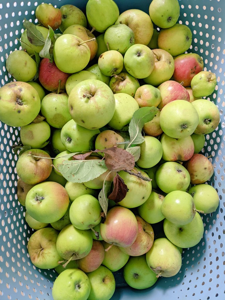 เป็นลิงน้อยนะฮะวันนี้ หาเก็บแอปเปิ้ลป่ามาไว้ตำกินส้ม แทนมะละกอ555