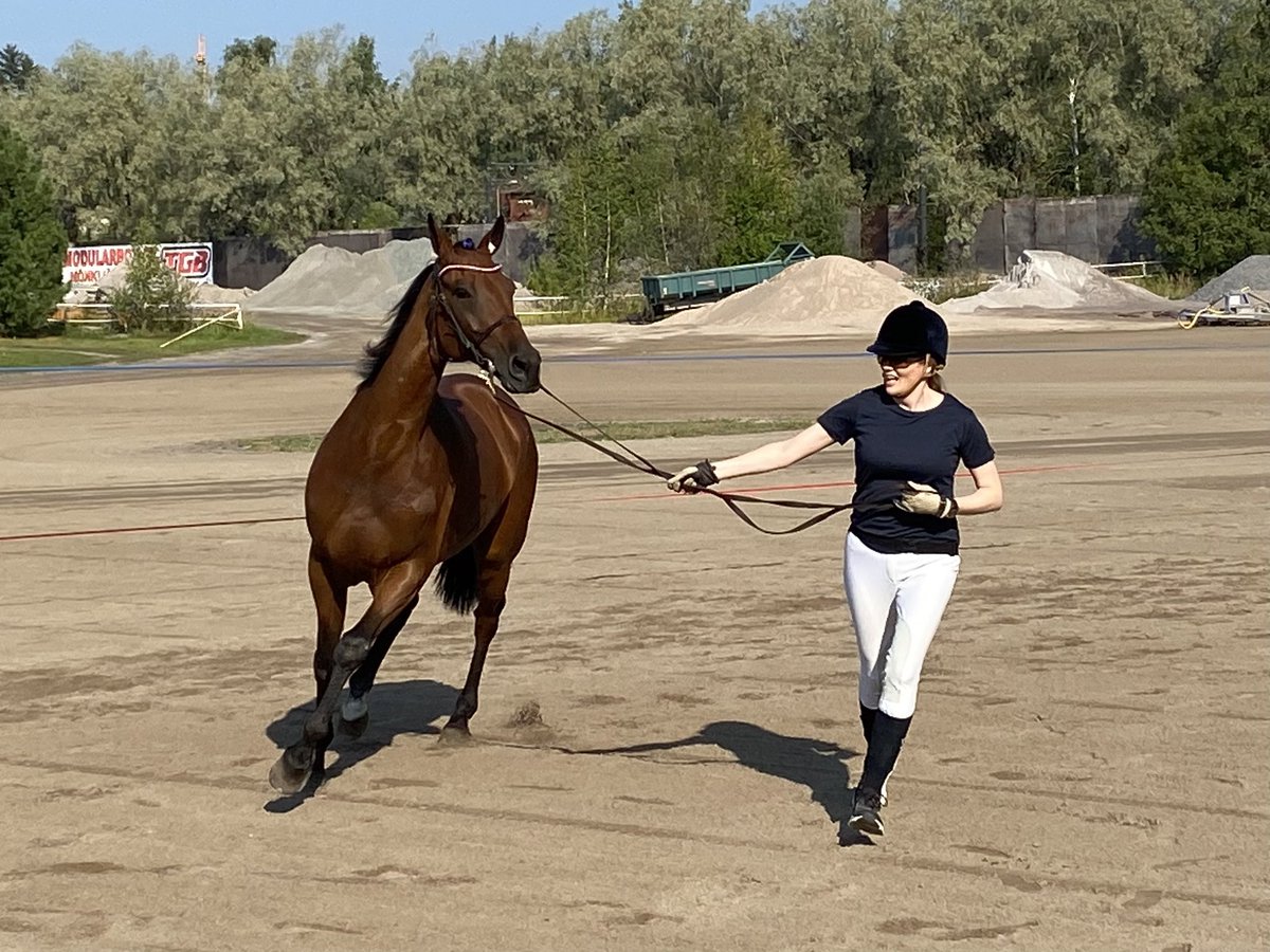 JariVahanen's tweet photo. Sunnuntain harrastushommana järjestämässä @VermoAreena #ULHO #matchshow jossa mukana on mm. Janne ja Anna Mäenpään Justice Ås. #ravit Tapahtumaa tulevat mm. @Biofarmoy @hankkijafi @VeljWahlsten #Hevari @Uudenmaanliitto @VermonRavikoulu #hevosnäyttely https://t.co/1bU28HTSBn