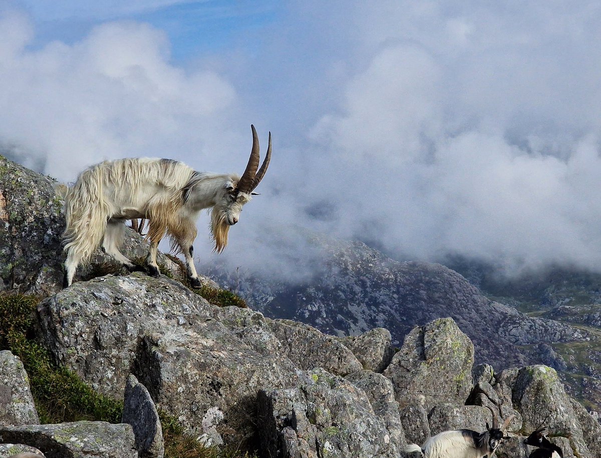 Tryfan North Ridge yesterday..
#hiking #snowdonianationalpark #northwales #outdoors #uk #wildlife