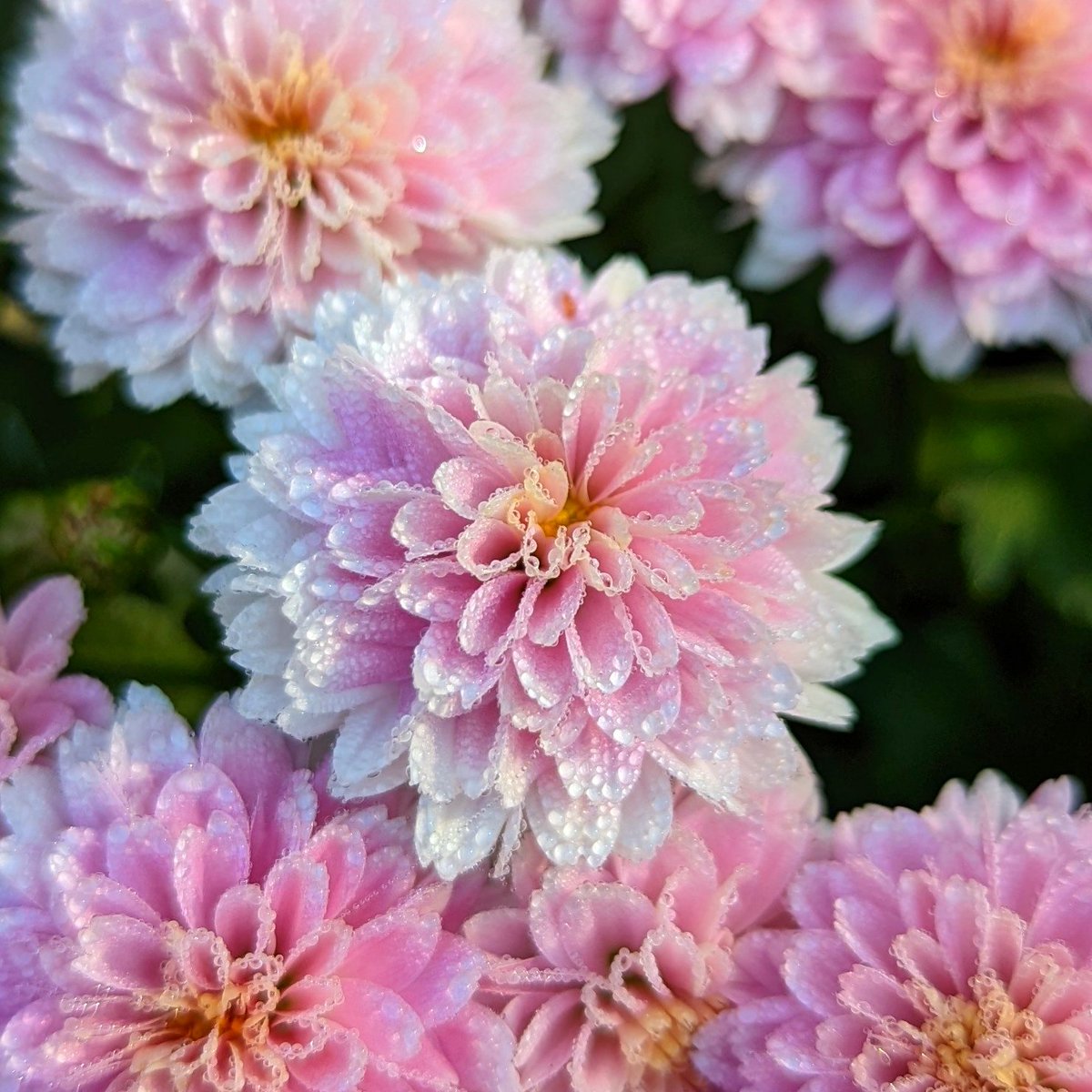 lucaslostedt's tweet photo. This one I took on the pixel 6 and have to say it's absolutely beautiful :) #shotonpixel #pixel6 #shotongoogle #googlepixel @madebygoogle https://t.co/HRC4QsHQ1T