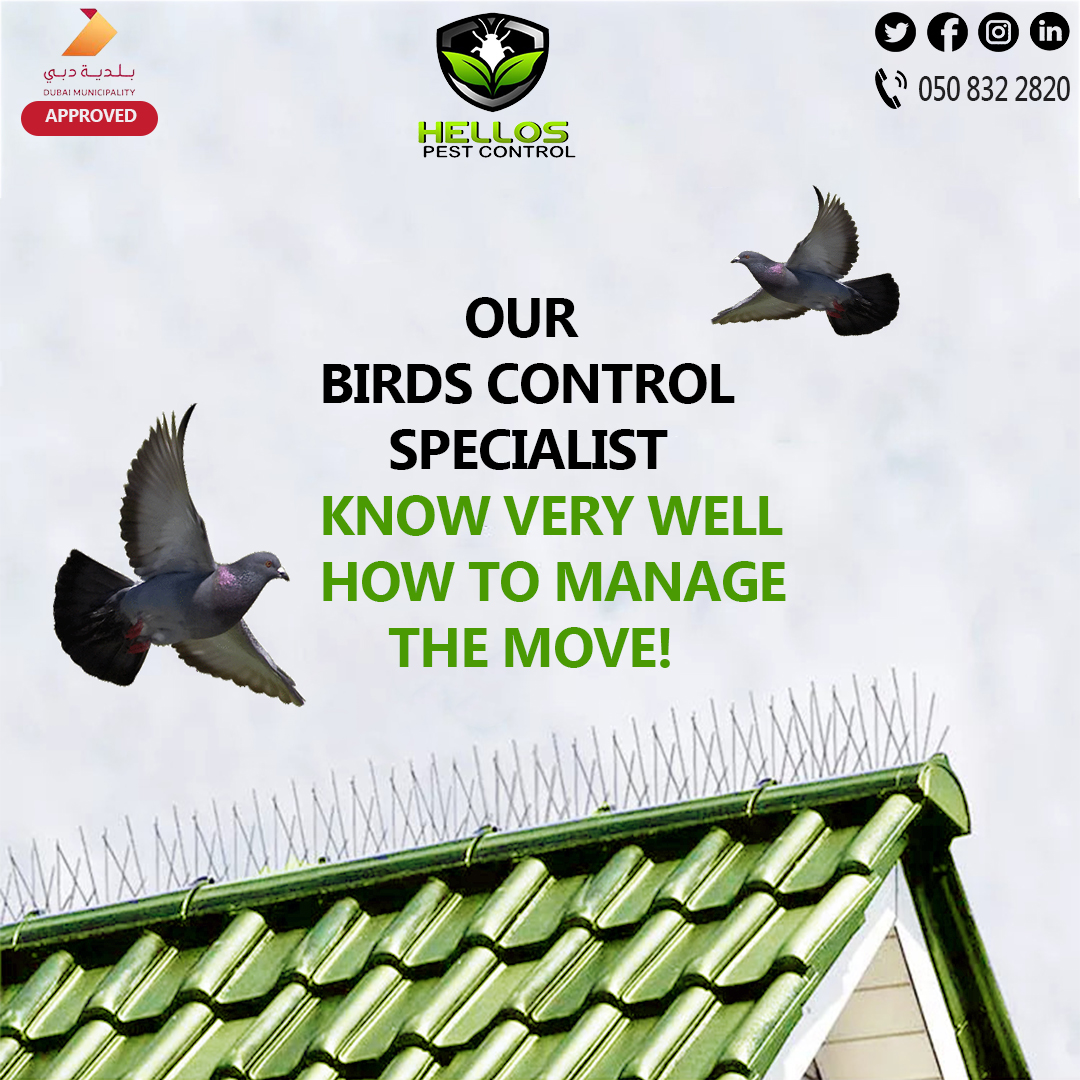 Birds can be a major Pest for Houses and Offices. . Use our Birds Treatment Services to save your House or Buildings from Birds.
𝐕𝐢𝐬𝐢𝐭 𝐨𝐮𝐫 𝐰𝐞𝐛𝐬𝐢𝐭𝐞: hellospest.com
𝐖𝐡𝐚𝐭𝐬𝐀𝐩𝐩 𝐜𝐡𝐚𝐭 𝐥𝐢𝐧𝐤: wa.link/2h100s
#hellospest #birds #birdcontrol