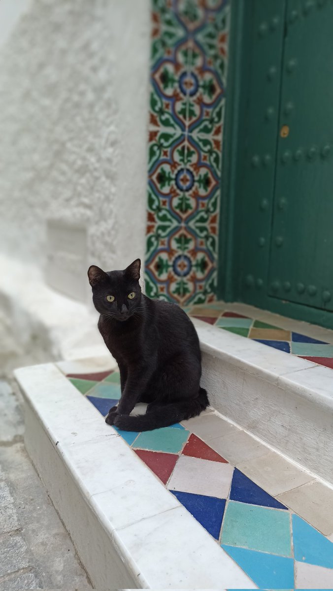 MatiCeravolo's tweet photo. #CatsOfMorocco π²π¦
#CatsOfTwitter
π± https://t.co/FejsgojX2b