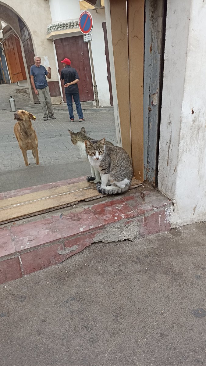 MatiCeravolo's tweet photo. #CatsOfMorocco π²π¦
#CatsOfTwitter
π± https://t.co/FejsgojX2b