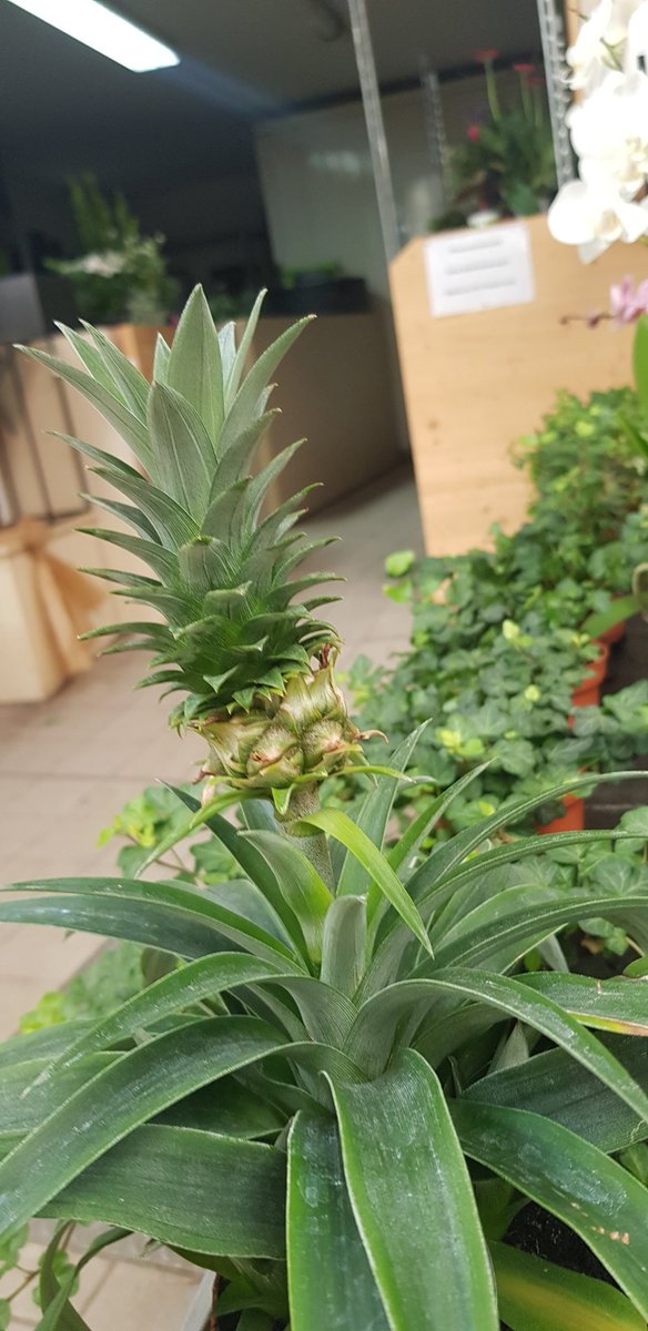 Sen büyüdüğünde ananas mı olucan🤣🤣🤣 #ananas