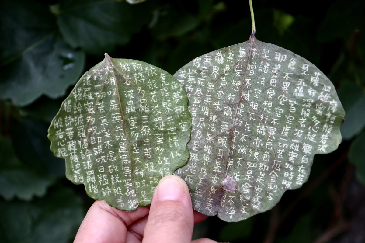 喀血ふくろう 断筆できてない Strigo Twitter