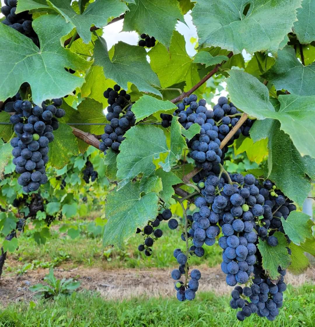 Well hello gorgeous!!!

St. Croix grapes are almost ready for harvest 🍇🍇🌞🌞🍷🍷
.
#vineyardviews #vineyardvines #Massachusetts #harvest #grapes #winemaking #vineyard #stcroix #vines #winery #winerylife