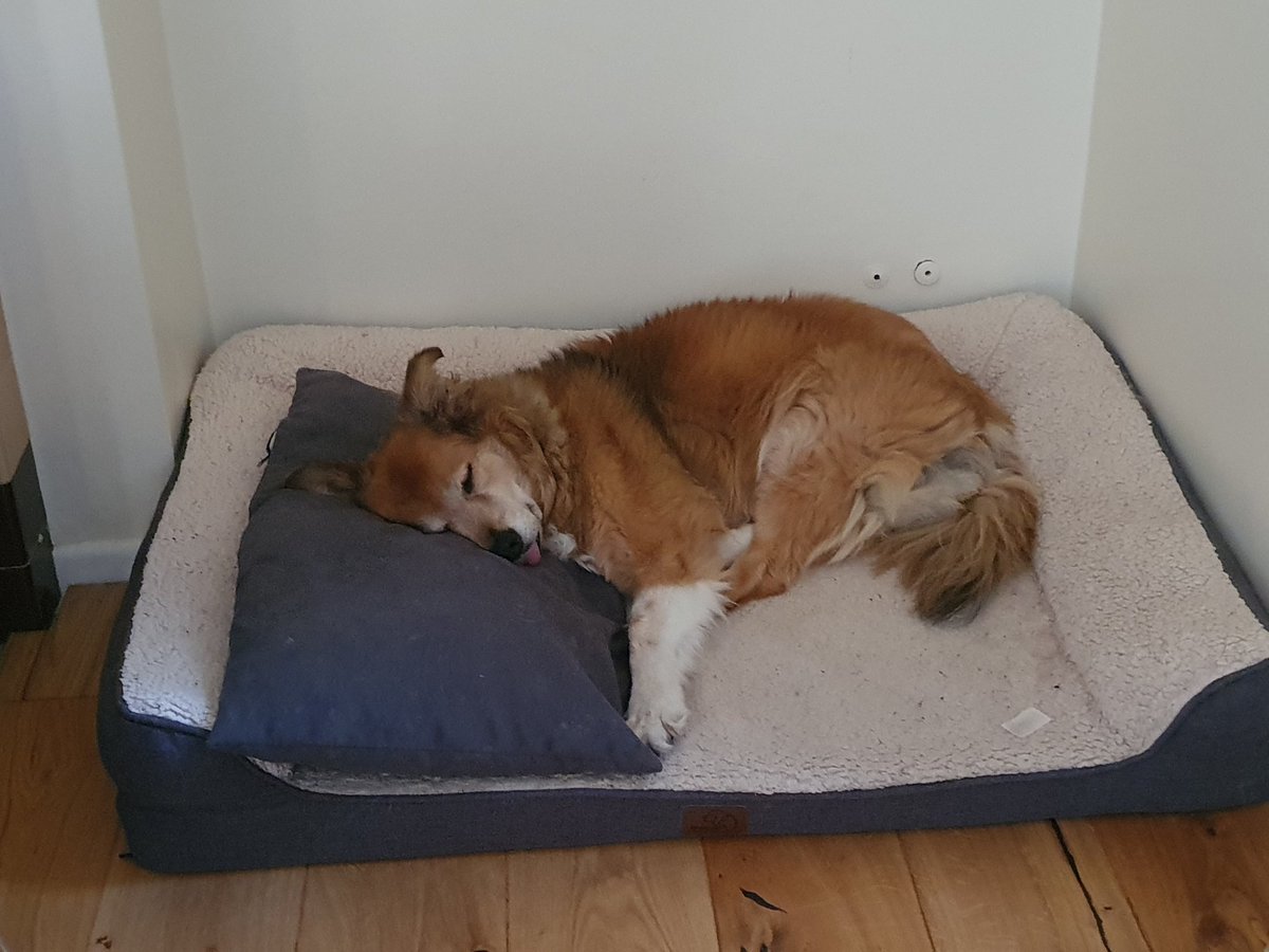 My girl after a night with two boys under 4 staying over for the night lol. #BorderCollie