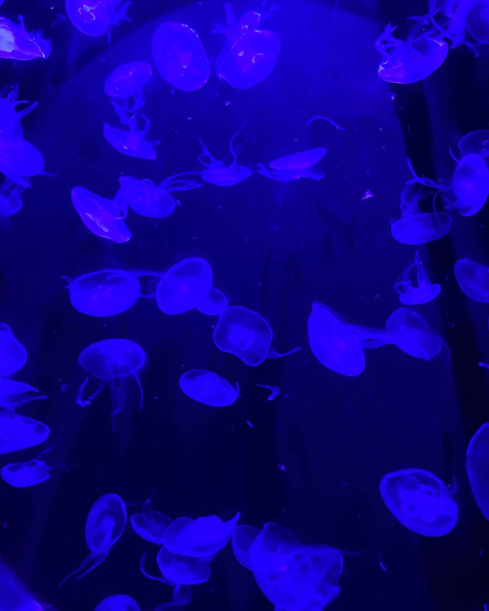 lemoonpie's tweet image. 🧿🧿🧿