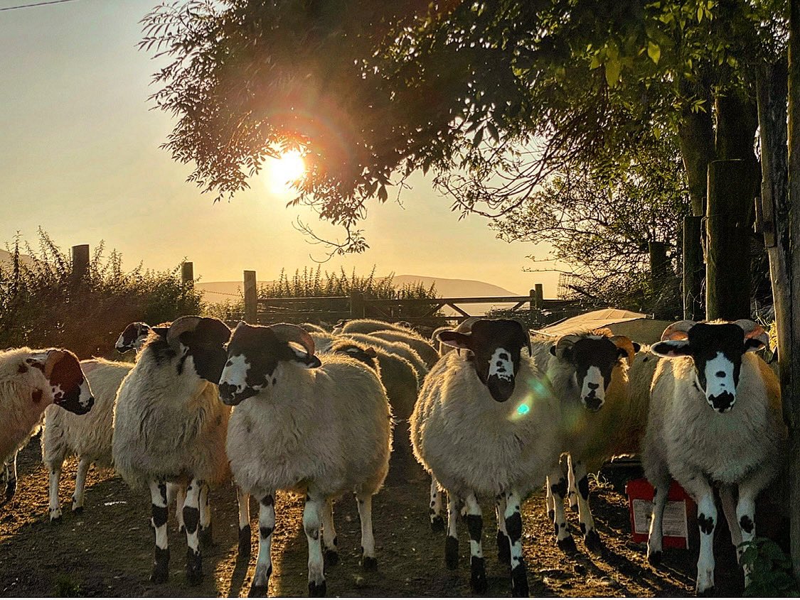 Sunny Sunday 🌅🍂🐑#sunrise #sunday #shepherdess #farm #flock #sheep #YorkshireDales #farmphotography