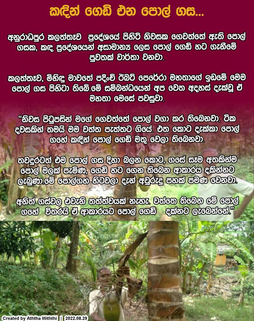 aththawiththi's tweet photo. ක‌‌‌ඳින් ගෙඩි එන පොල් ගස...

අනුරාධපුර කලත්තෑව  ප්‍රදේශයේ පිහිටි නිවසක ගෙවත්තේ ඇති පොල් ගසක, කඳ ප්‍රදේශයෙන් අසාමාන්‍ය ලෙස පොල් ගෙඩි හට ගැනීමේ පුවතක් වාර්තා වනවා.

කලත්තෑව, මිහිඳු මාවතේ පදිංචි ඊබට් පෙරේරා මහතාගේ ඉඩමේ මෙම පොල් ගස පිහිටා තිබේ.මේ සම්බන්ධයෙන් අප වෙත අදහස් දැක්වූ … https://t.co/Vqaiv5hLBT