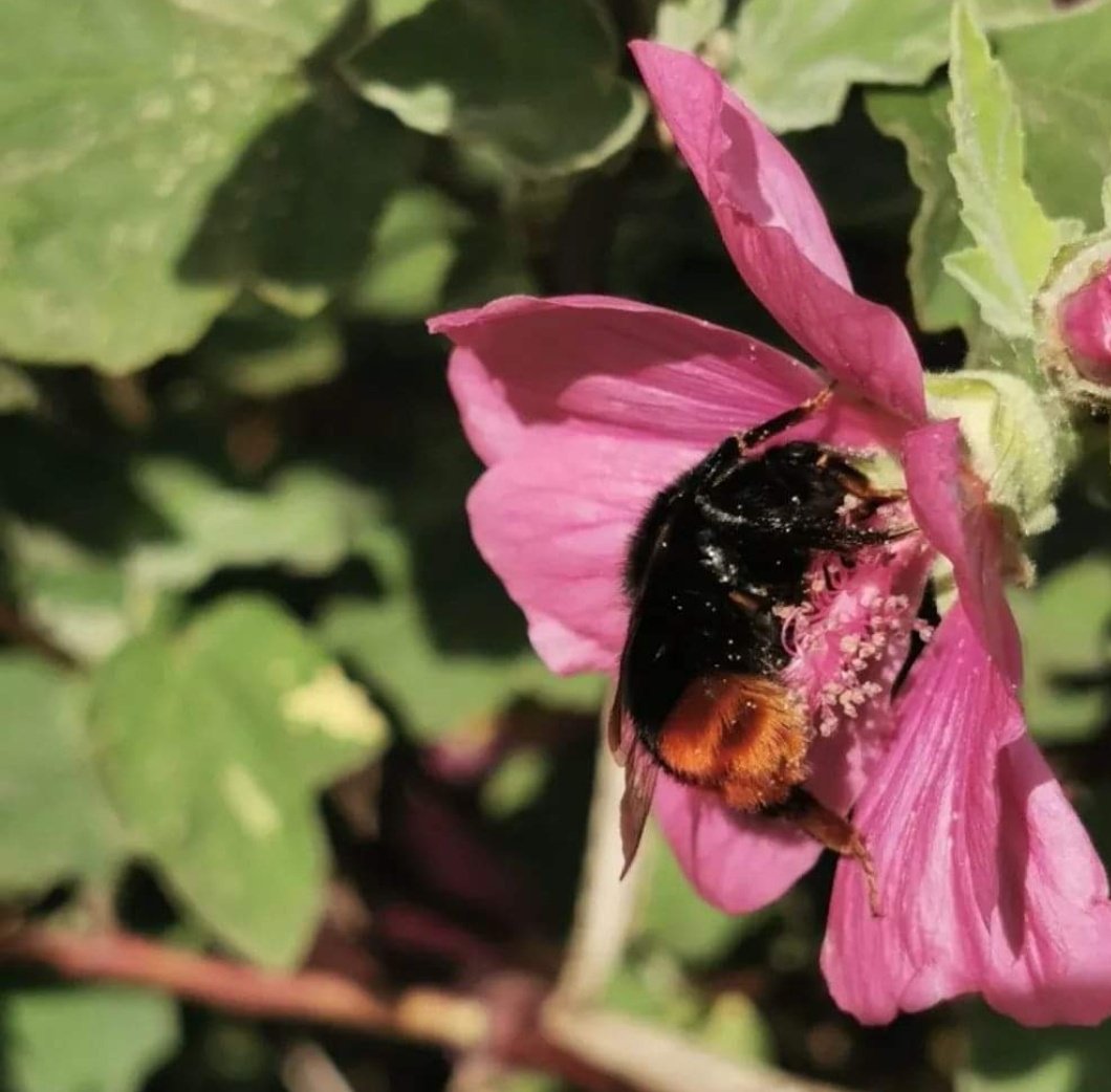 WildWoodstown's tweet photo. Red tailed bumbler (B. lapidarius) feeding on Mallow just long enough for a 📸 near @SaveKnocklyonPk recently! Don't forget our nature photo competition - win prizes + help record our wildlife anywhere in or near Knocklyon Park! #saveknocklyonpark @PollinatorPlan #pollinators https://t.co/Nl98DGowmr