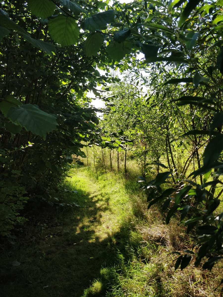 OrdsallHall's tweet image. We hope everyone&apos;s enjoying the Bank Holiday weekend! 

We&apos;re open 1-4pm today - inside the Hall we&apos;ve got a free object handling session from 1-2pm and outside our gardens are magical for exploring!

#outdoorplay #objecthandling #bankholiday #ordsallhall