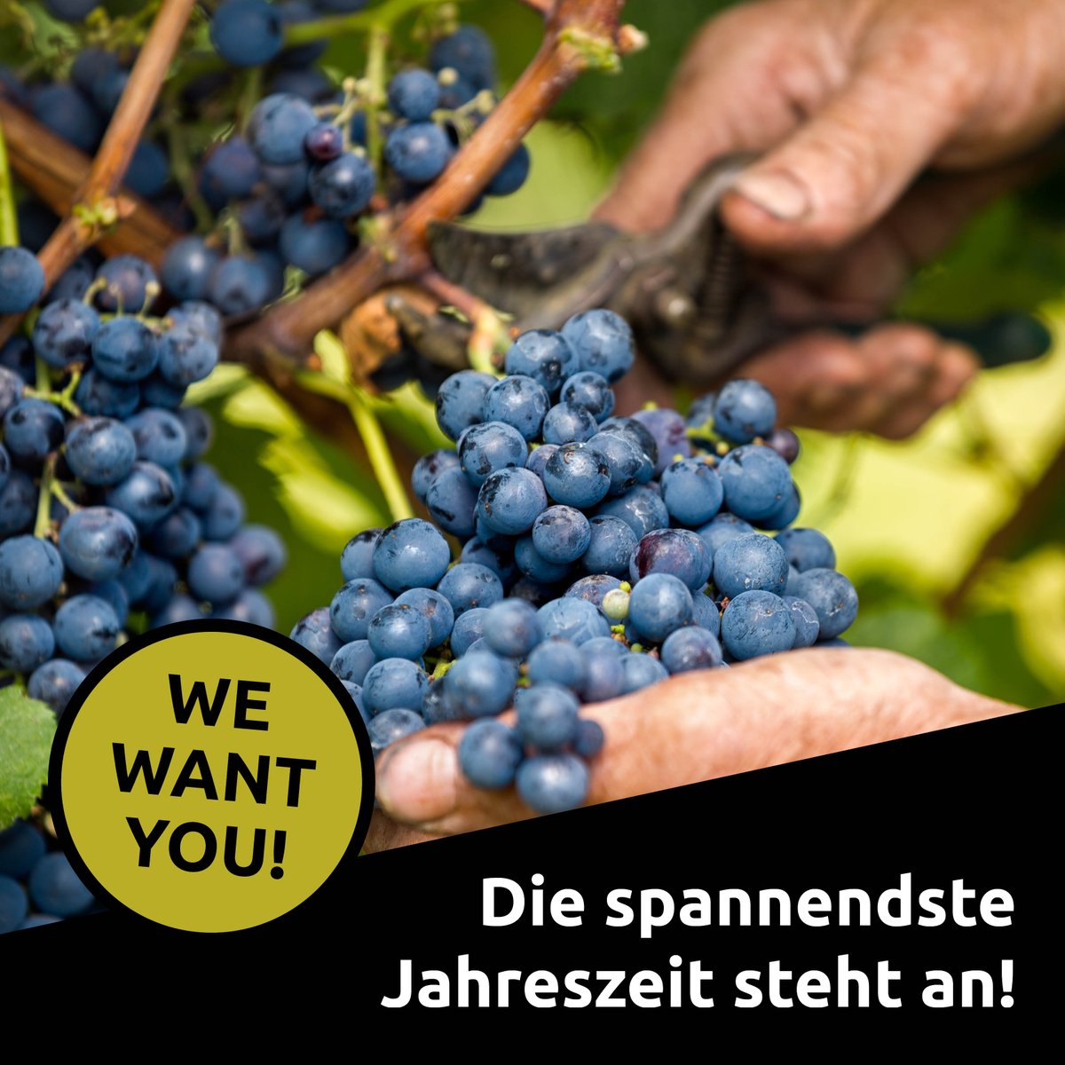 Möchten auch Sie einmal einen oder mehrere Tage bei der Weinlese mit dabei sein und Ihren Gästen sagen können, dass Sie einen Teil zum kredenzten Wein beigetragen haben? Dann melden Sie sich via Mail oder telefonisch bei uns:

- +41 71 726 10 10
- info@tobias-weingut.ch
