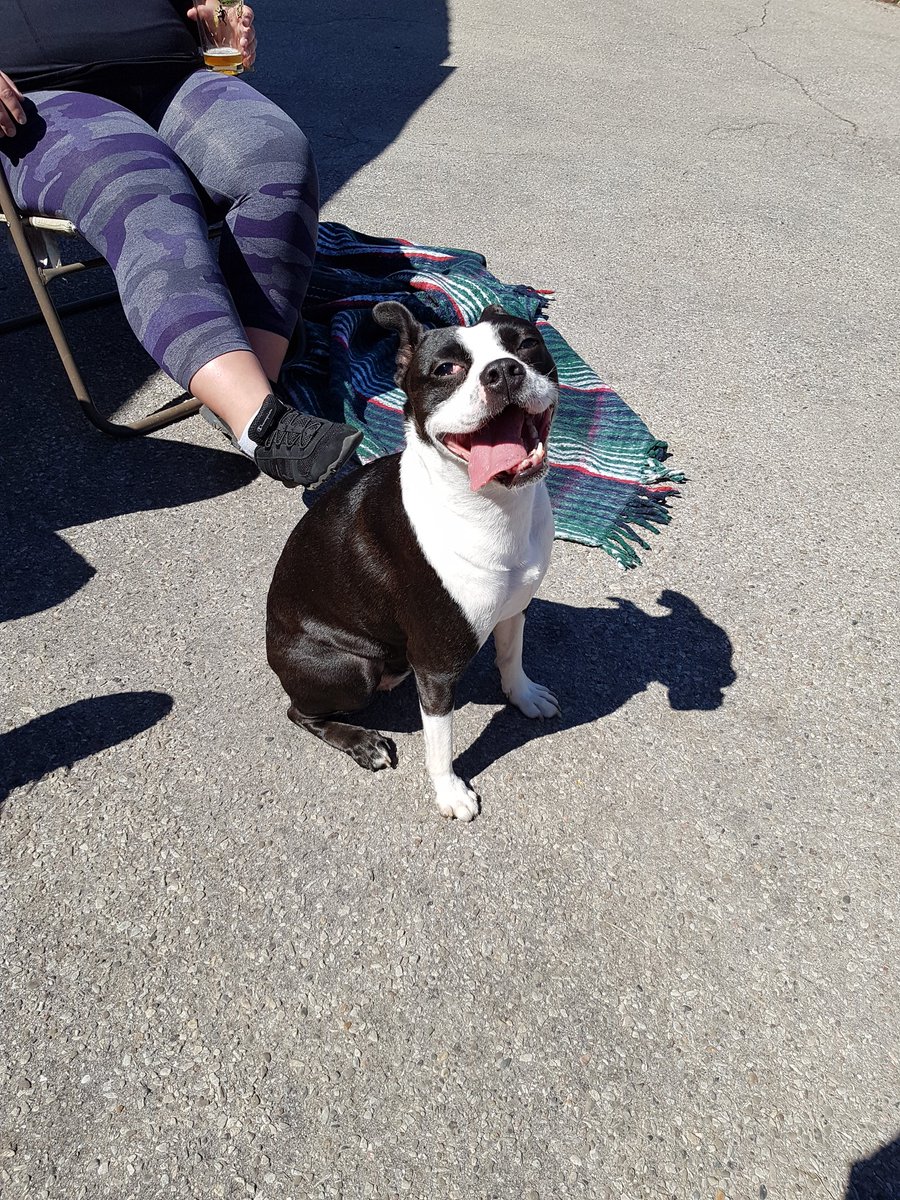 JohnnySleepin's tweet photo. @bterrierdogs Suzy from 🇨🇦 Canada https://t.co/CqJhIEAEzQ