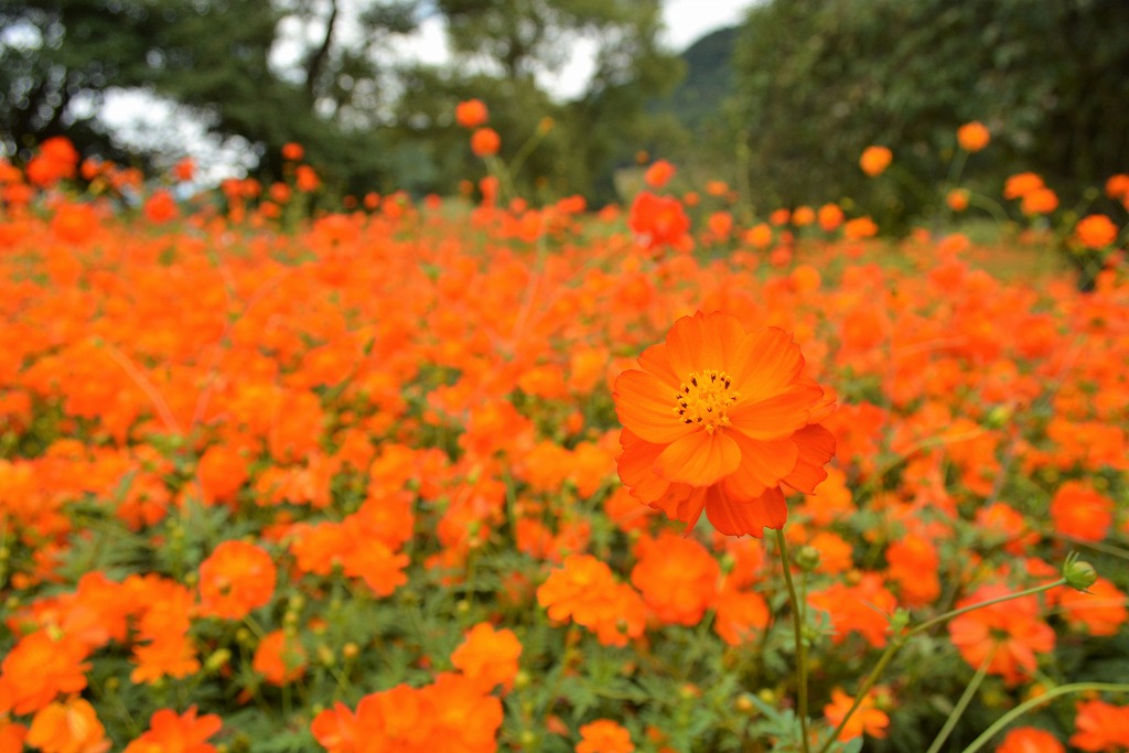 国営アルプスあづみの公園 堀金 穂高地区 Azumino Hh Twitter