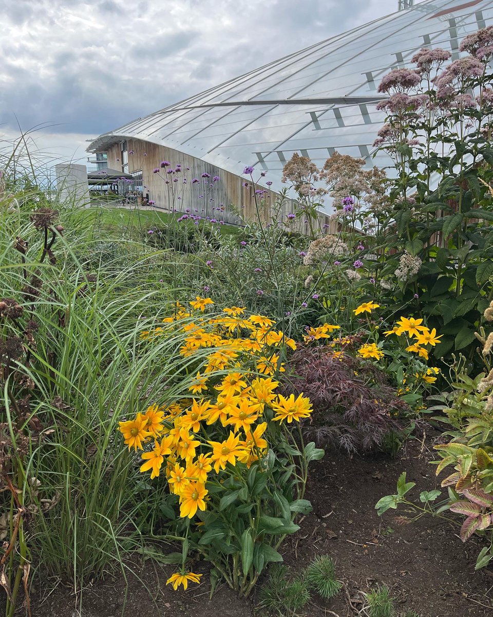 susybliving's tweet photo. Good morning from Oslo.🇳🇴

I’m here visiting Mr N
Oslo is a very vibrant city 
It also has a lot of very beautiful bedding and perennial planters situated everywhere.
The rudbeckia and echinacea are stunning. 
Flowers make anywhere special.
🌸🌻🌼

Hope you have a good Sunday. ❤️ https://t.co/bZMbDPmxJr