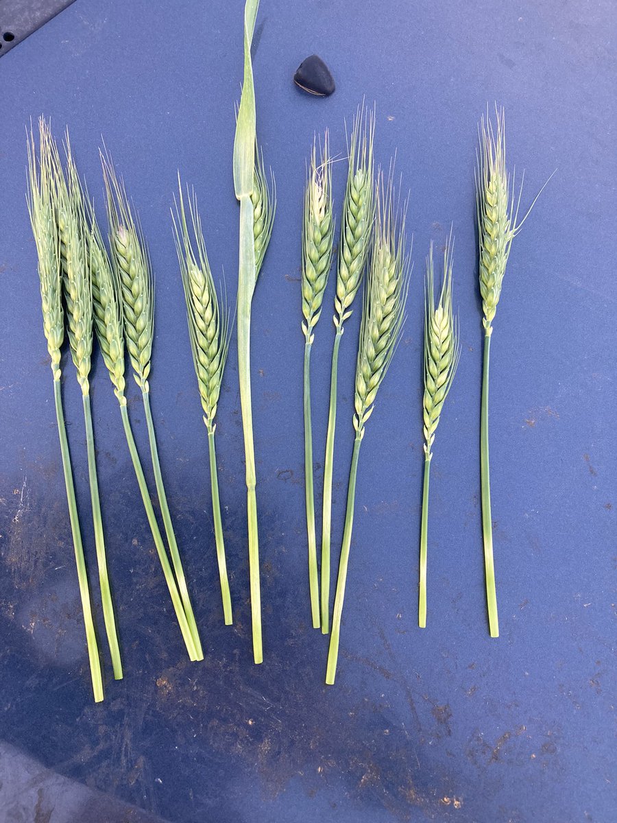 Digby Graham tweet media