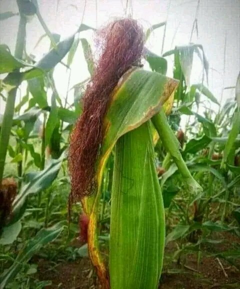 Slymanalshryf099@gmail.com (@slymanalshryf06) on Twitter photo 