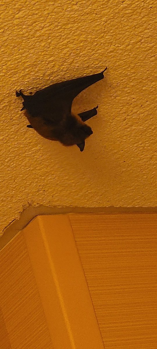 ♬ Imagine being at home and able to do replies. Couldn't be me.

Finally off later though so I should have time.

Anyway, here's a picture of a bat on the ceiling at my work－