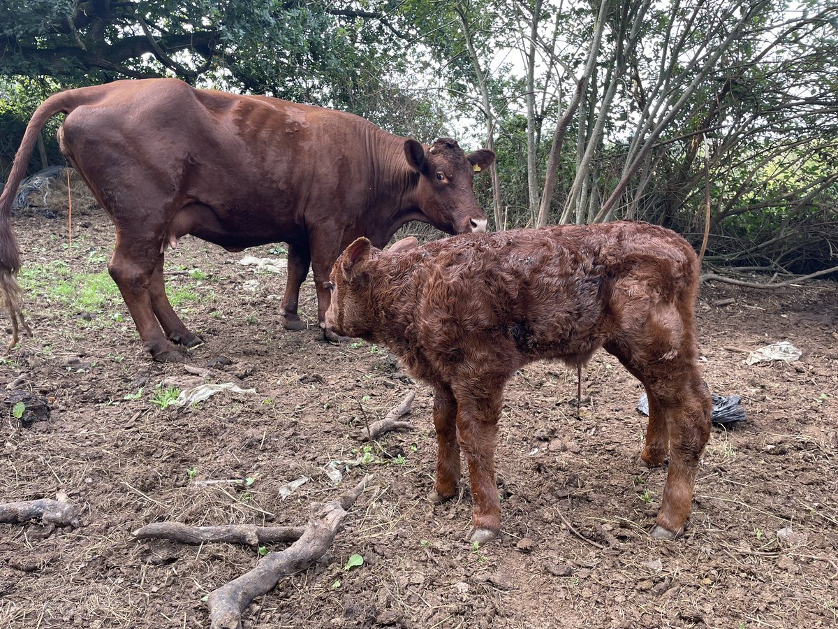 ExeValleyLamb's tweet photo. Two nice calves over night. No assistance given. Native breeds doing the job of just grass. #rubyreds #devoncattle #nativebreeds #grassfed #devon #exeter #exminster #farming #beef https://t.co/E0XSqo7HNM