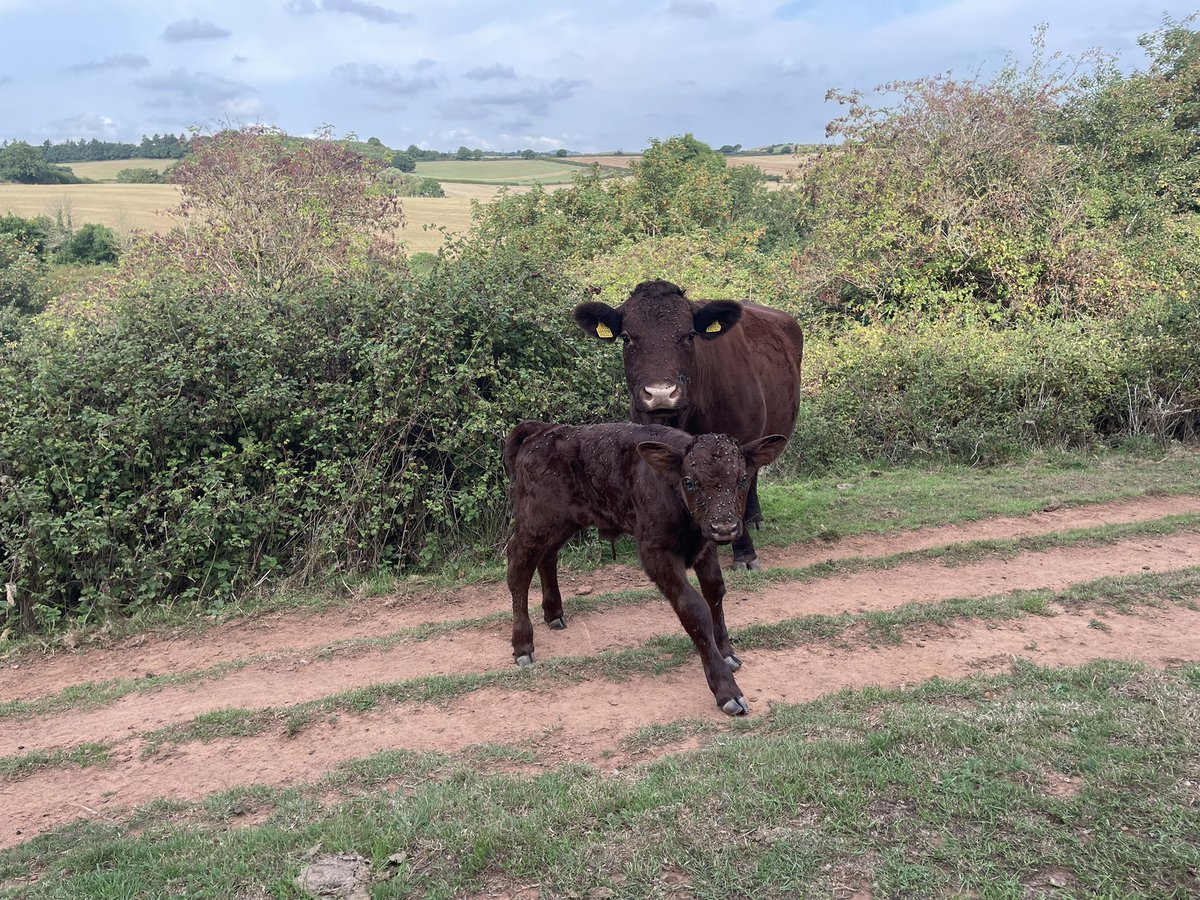 ExeValleyLamb's tweet photo. Two nice calves over night. No assistance given. Native breeds doing the job of just grass. #rubyreds #devoncattle #nativebreeds #grassfed #devon #exeter #exminster #farming #beef https://t.co/E0XSqo7HNM