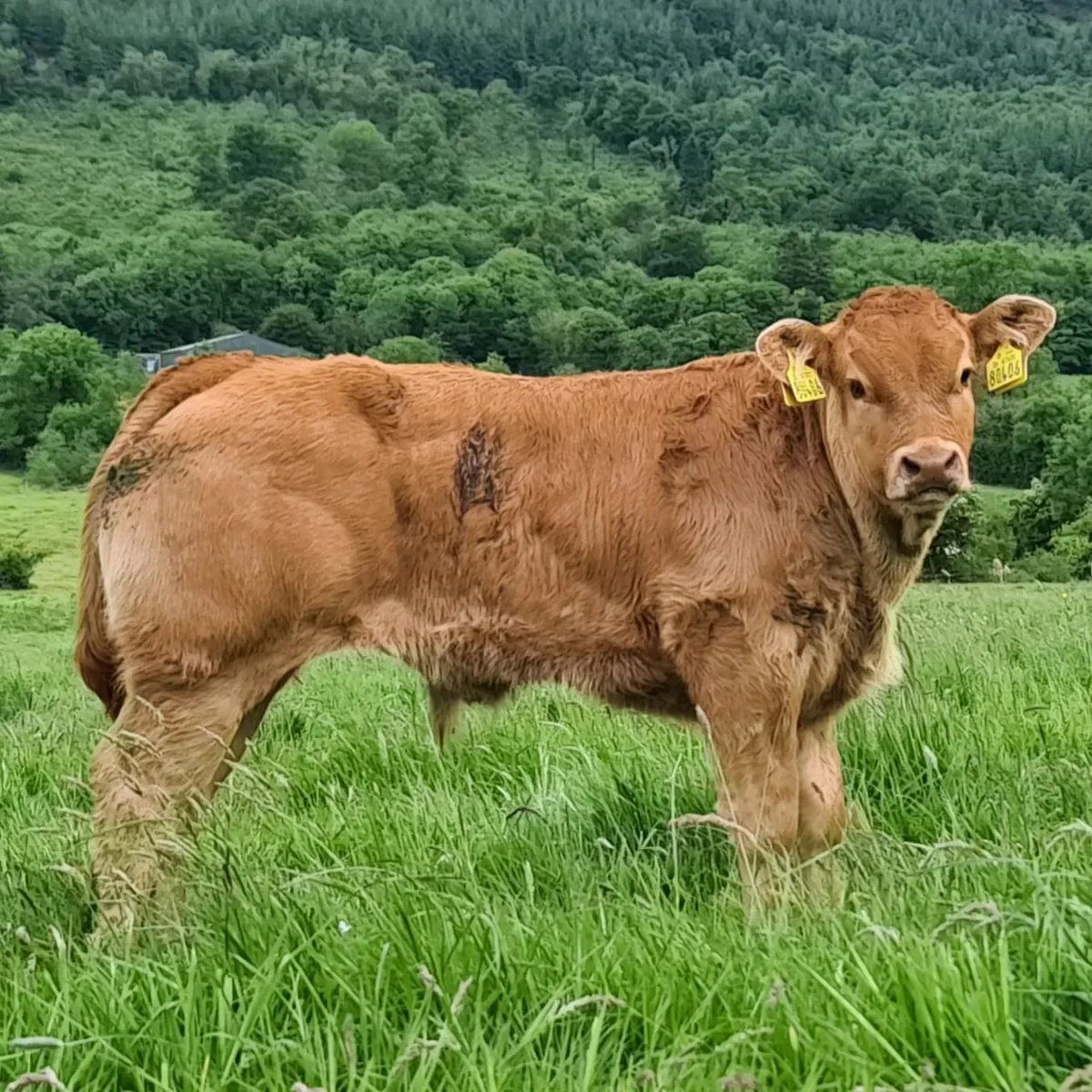 Mike Kinane tweet media