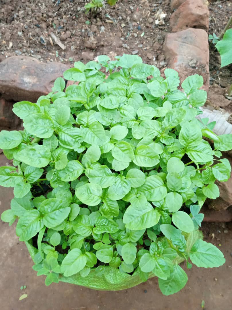 davidkabanda's tweet image. Will you eat today? Do you know the source of that food and how it was grown? In @GovUganda it is estimated that 89% of the food in the main markets is contaminated with harmful agrochemicals. Let’s embrace #agroecology and a #HRBA to prevent #NCDs @BiovisionAfrica