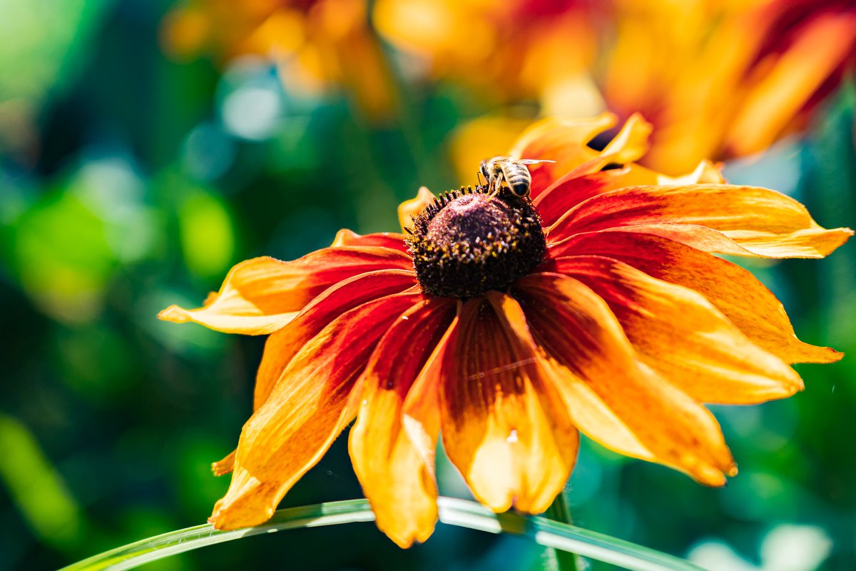 Einen schönen Sonntag Euch🌻🌤🙋‍♀️