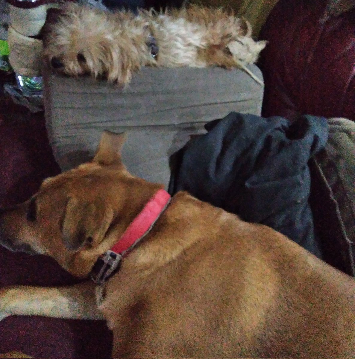 NEWTSWAG71's tweet photo. Get up for 5 mins an my girls stole my spot, thier ready for early morning walk.. https://t.co/N88TFlBkLb