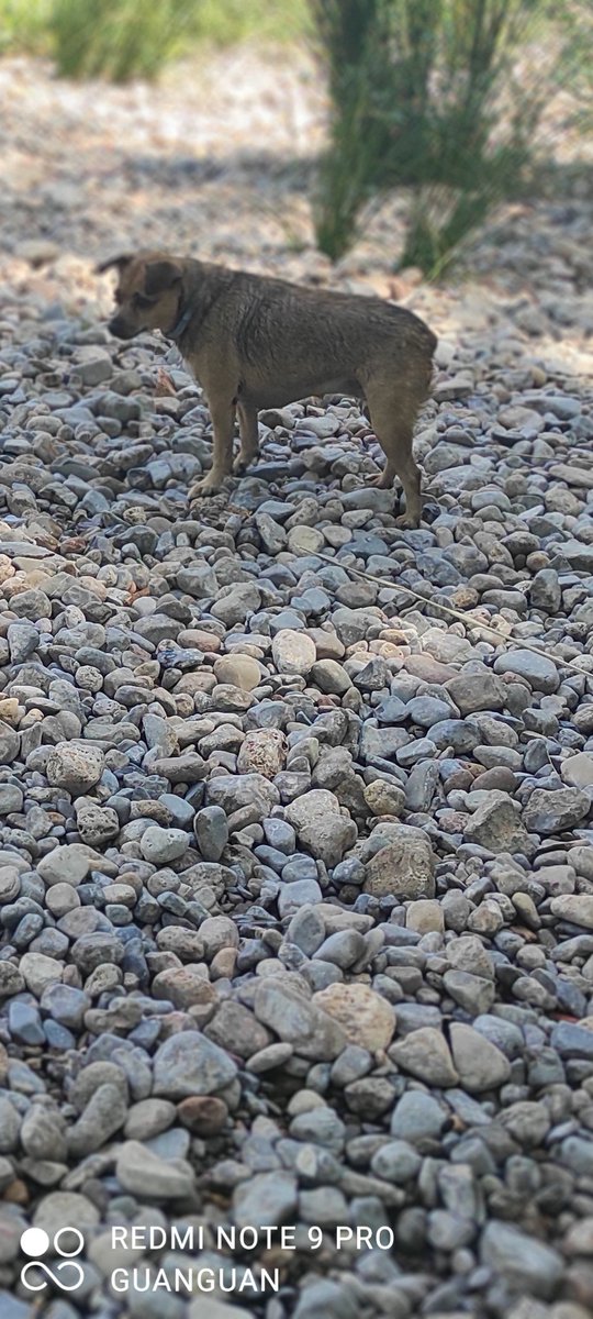 La vigilante de nuestra calle en #viver, la mejor compañía que se puede tener 🤗🤗🤗🤗🤗