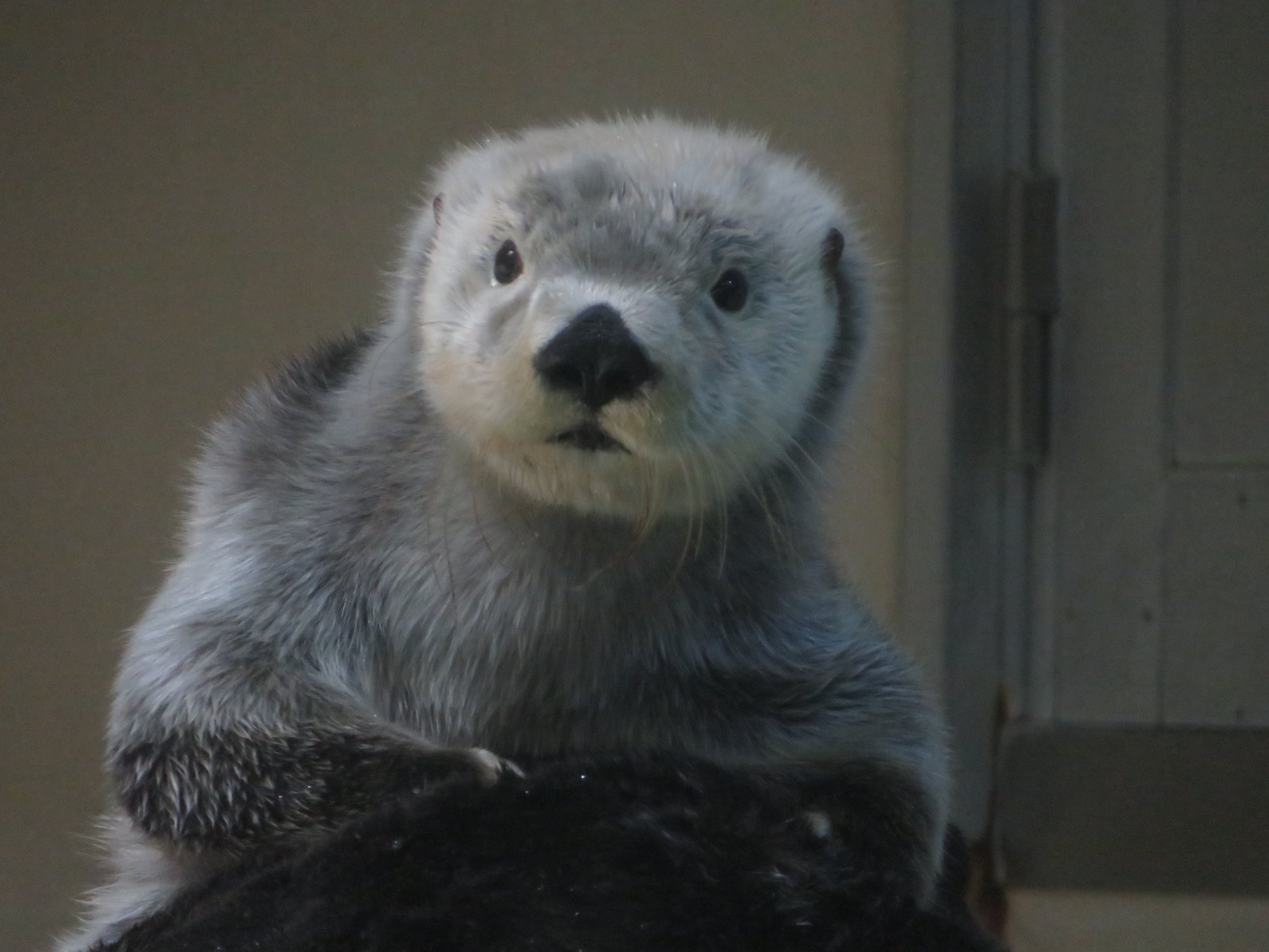 日本の全ラッコ Japan Seaotter Twitter