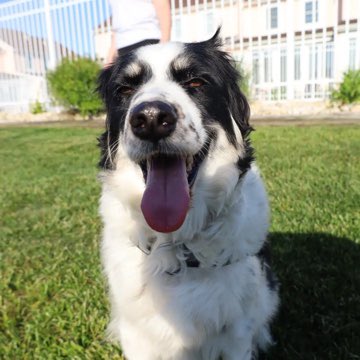 DarshanTalks's tweet photo. A little late to dog day. But here is my boy Murphy!! #klf #ceres #kulkarnilawfirm #Advertising #darshantalks .#promotion https://t.co/oH8AzYwdAU