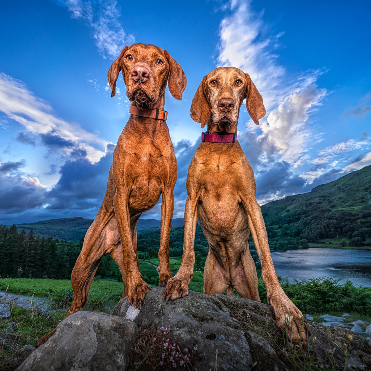 catsdogphoto's tweet photo. Seems like every photographer and their dog has joined Vero this week. Have you? Find me: @catsdogphotography
#vero #socialmedia #truesocial #photographers https://t.co/m6xww5hTIc