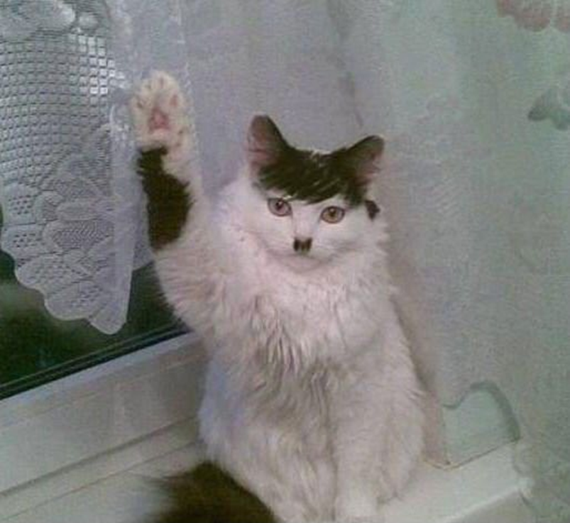 Je viens de recevoir en DM le message et la photo suivante:
"Bonjour Sardine, je t'aime beaucoup, mais depuis que je me suis abonnée à ton compte, mon chat a un comportement bizarre. Je ne comprends pas."