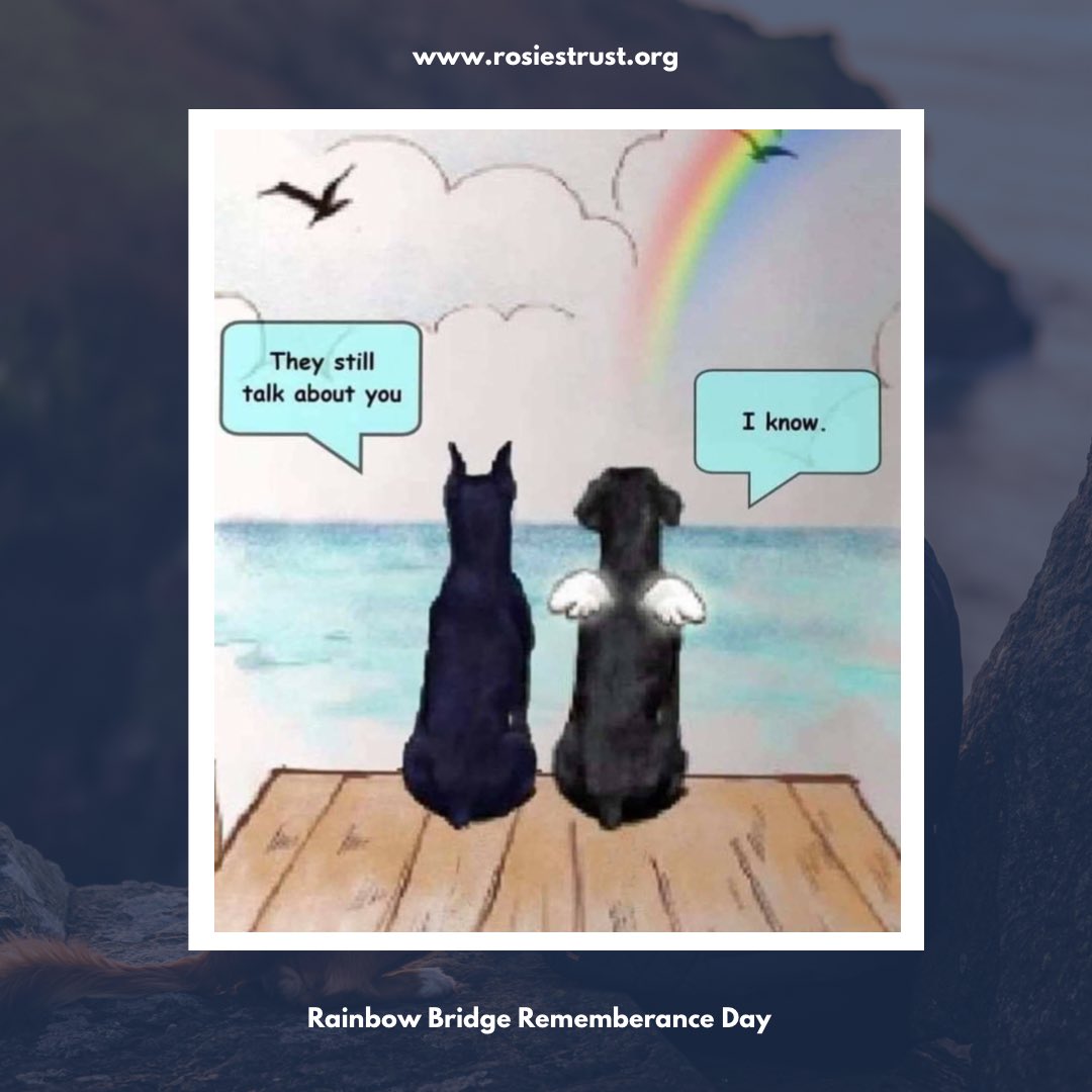 RosiesTrust's tweet photo. The hole they leave is infinite. Letβs honour them by doing everything we can to keep people and pets together as long as possible #RosiesTrust #Charity #PetsOfTwitter #RainbowBridgeRememberanceDay πΎπ https://t.co/qxku4aq26l