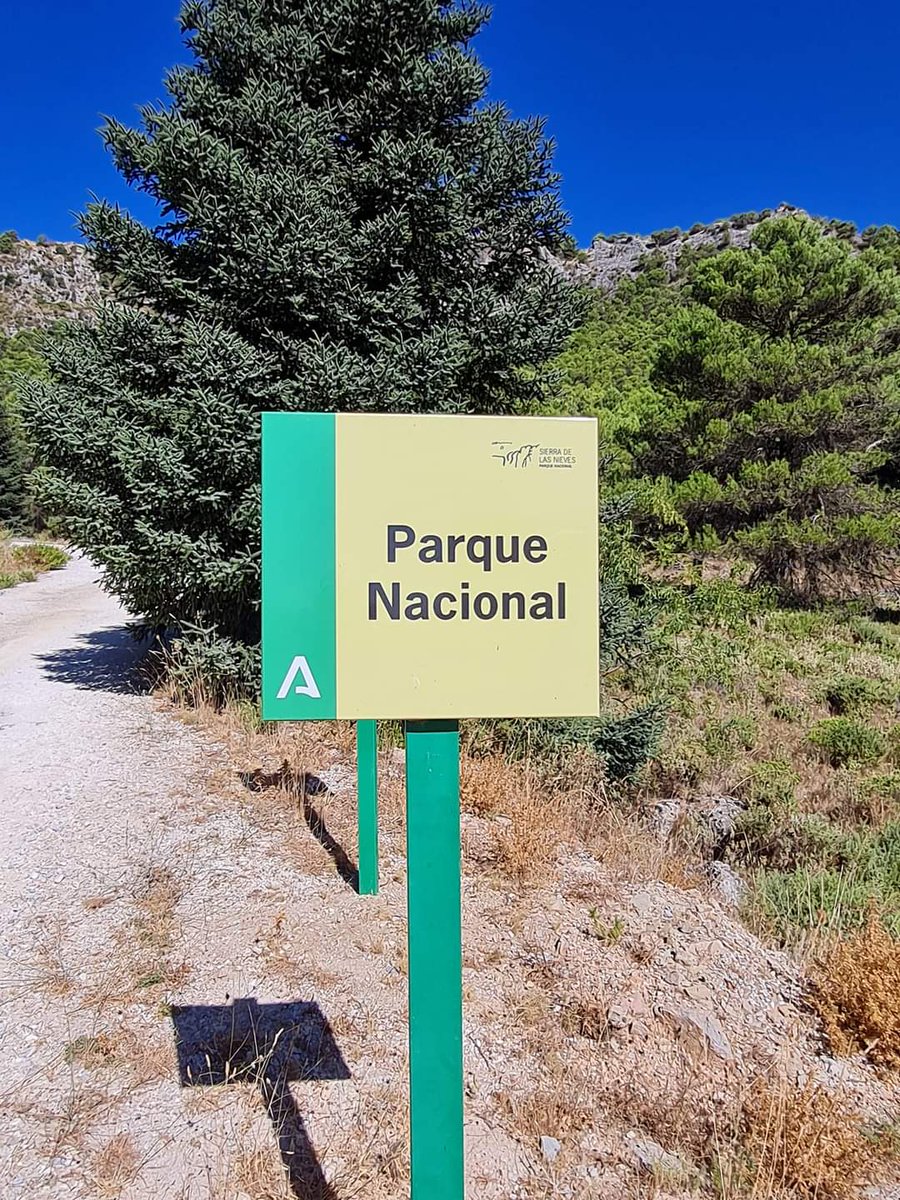 javiquezruiz's tweet photo. Mayor Pinsapar del Mundo.
Parque Nacional Sierra de las Nieves
#Málaga #Andalucía
@MedioAmbAND https://t.co/A7UEuUz1dv