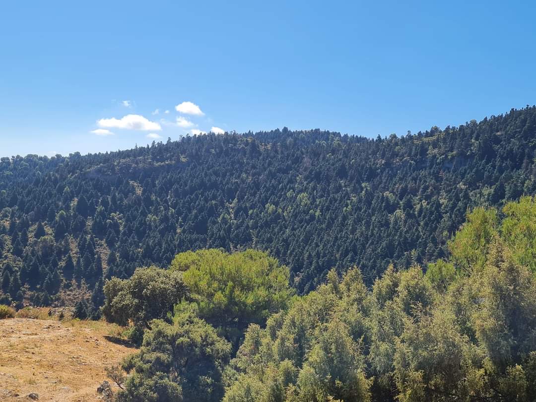 javiquezruiz's tweet photo. Mayor Pinsapar del Mundo.
Parque Nacional Sierra de las Nieves
#Málaga #Andalucía
@MedioAmbAND https://t.co/A7UEuUz1dv