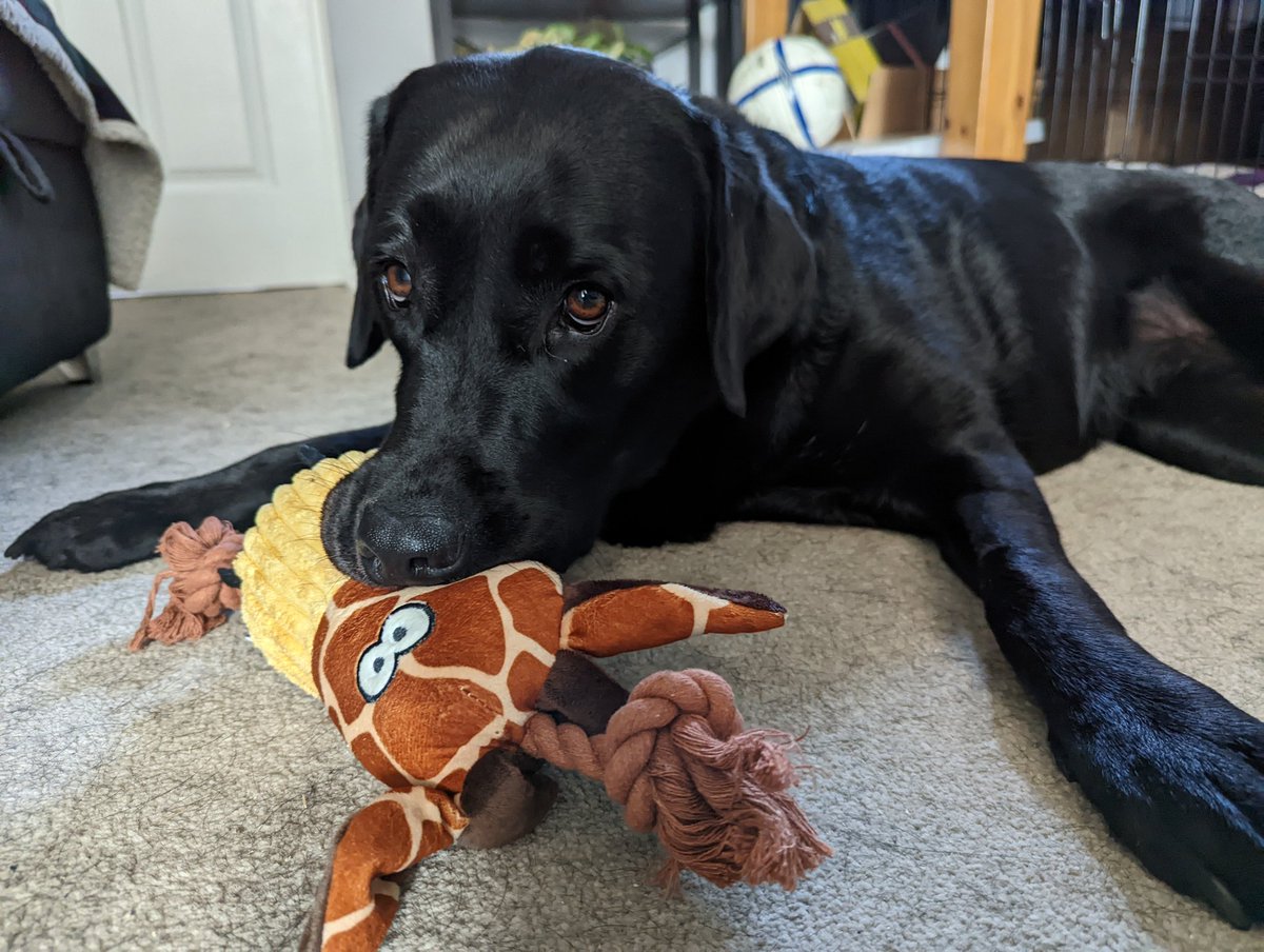 LifeOfLyla's tweet photo. Frenz... Citing news! Looky what's I gots from my Grandyma and Grampypa... IZ A GIROF!!! I ams so happy! Now I can be likes my fren @_SockDog 😁 Bit too early to tell if dis one is a self-sploding Girof just like all of SD's... 🤔 We shall see! 😁🐾 https://t.co/sSQIDw0r5y