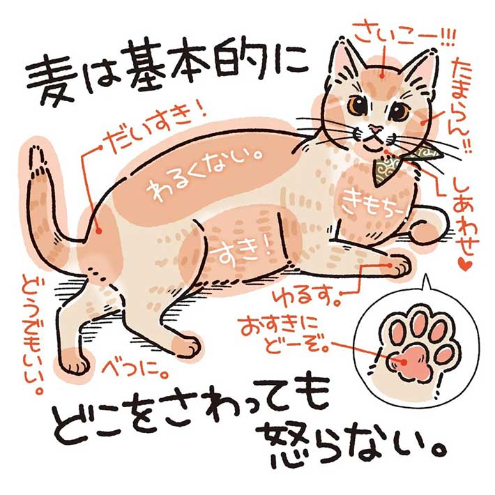 全身触られても怒らない猫 しかし、唯一許せないことがあって? https://t.co/y9wT1DLsvV @grapeejpより 