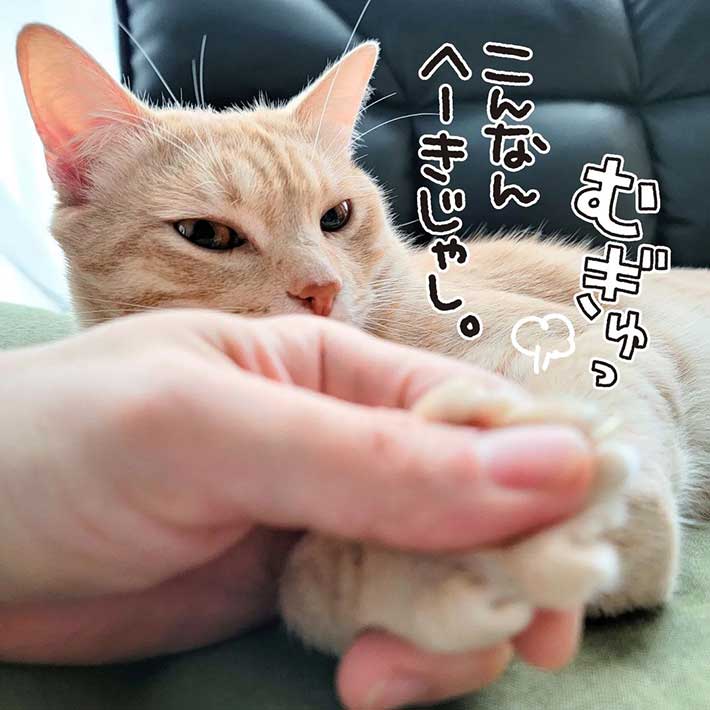 全身触られても怒らない猫 しかし、唯一許せないことがあって? https://t.co/y9wT1DLsvV @grapeejpより 