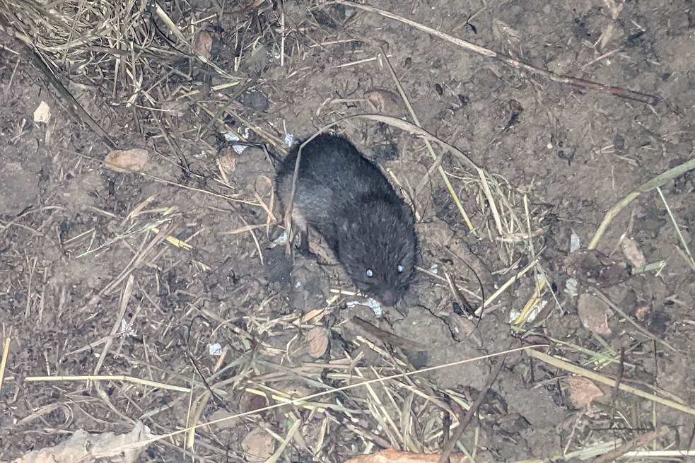 Donald Lyven tweet media