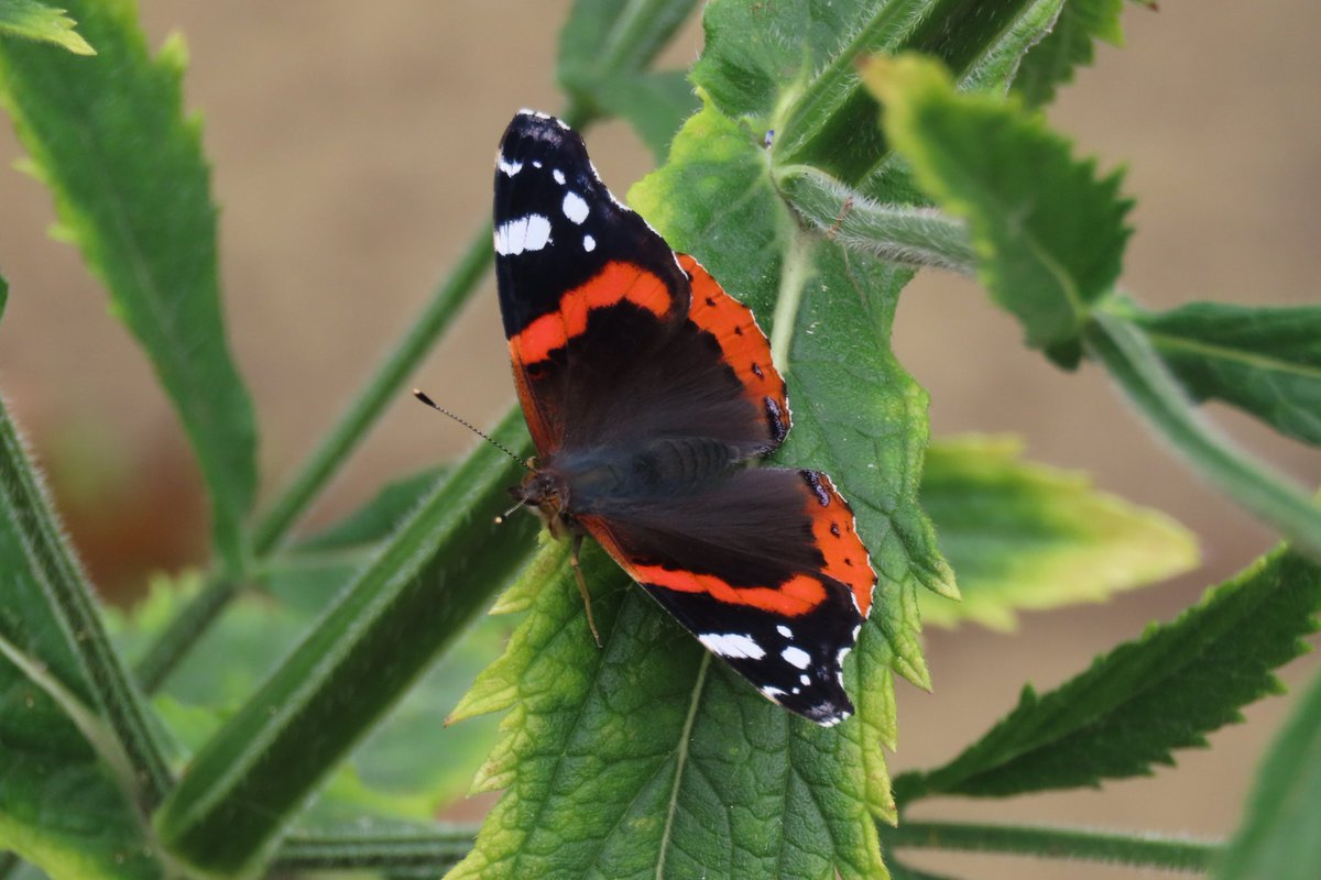 Donald Lyven tweet media