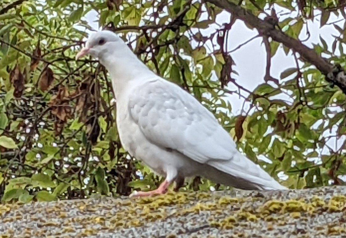 Donald Lyven tweet media