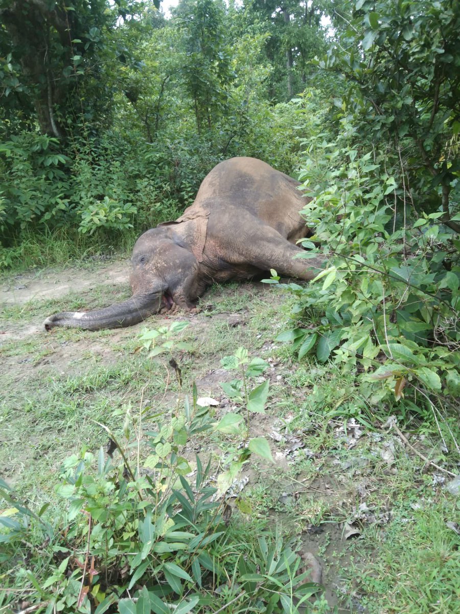 biswajitmohanty's tweet photo. #ElephantGraveyardOfisha Another elephant killed (most likely by electrocution by poachers) in Mahabirod Range Dhenkanal The massacre continues since 2 elephants had been electrocuted 2 days ago at Keonjhar Is @ForestDeptt waiting for extinction to solve the problem ? https://t.co/dDwqgMBkDf