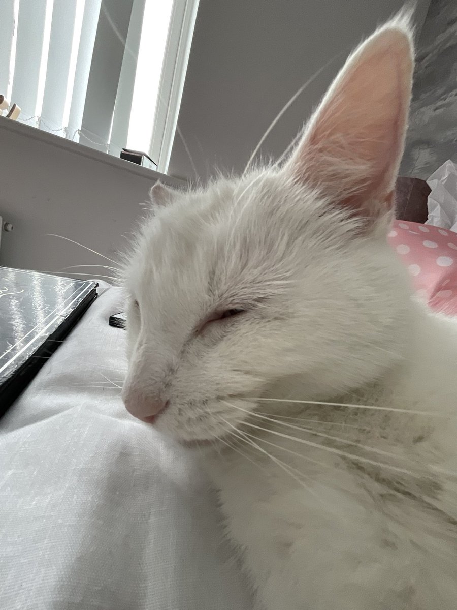 StinkyCates's tweet photo. no replys. Only reel wons kno wats up 😢 https://t.co/1muJ76AVfy