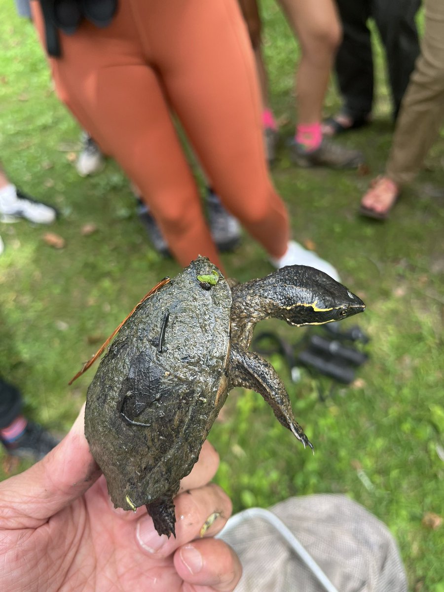 KevinHamed1's tweet photo. @vt_fishwild field biology students had a great start to the semester.  We found a stinkpot at the duck pond!  The common musk turtle is not often observed on campus. https://t.co/5ElnzRDtPp