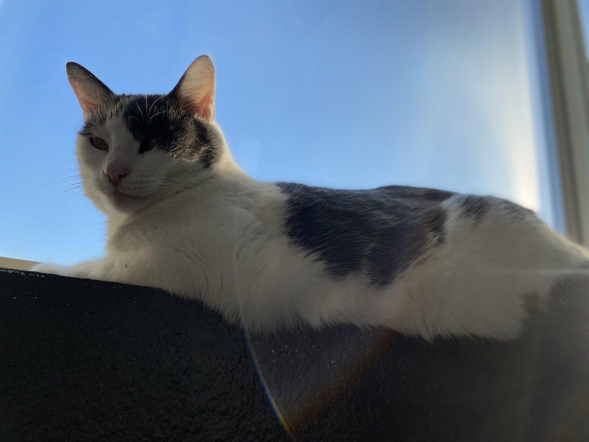 dfgloser's tweet photo. @urnotjustin W cat https://t.co/N4JS5v8OnW
