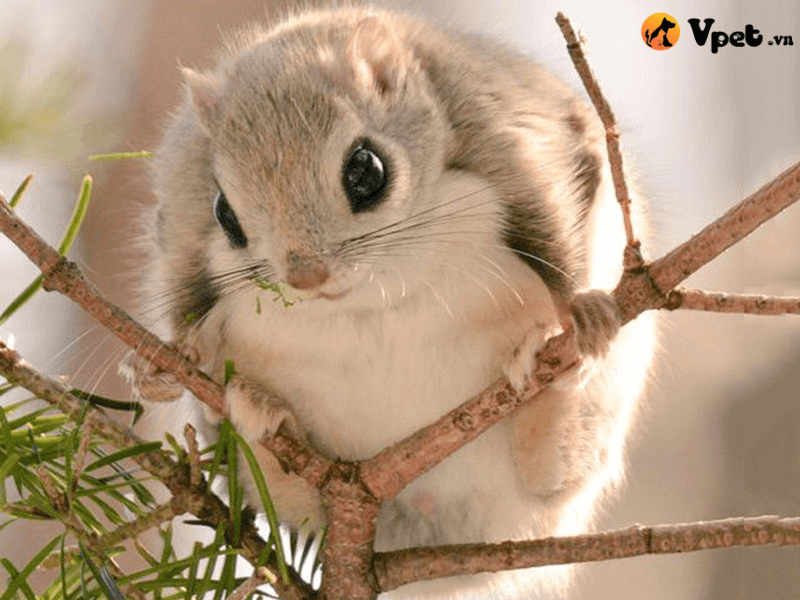 Clazy_Cat's tweet photo. If Xie Lian's symbolic animal is a ferret,
then we have CHUBBY CUTIE CHEWY MOFU MOFU SHI-QING-XUAN!!!🍃🐿️❣️
#Shiqingxuan #SQX #师青玄 #LordWindMaster
#TGCF #天官赐福 #Tianguancifu #beefleaf https://t.co/WWrqCNm533